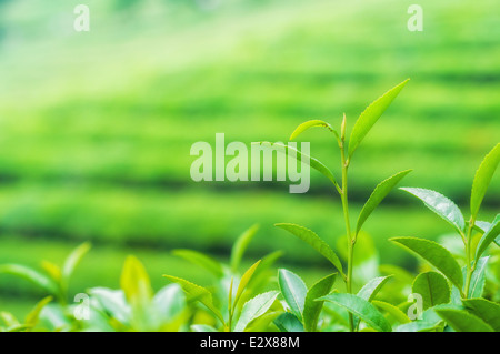 The green tea fields of Boseong, South Korea. Stock Photo