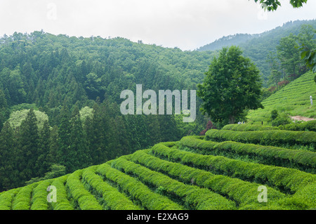 The green tea fields of Boseong, South Korea. Stock Photo