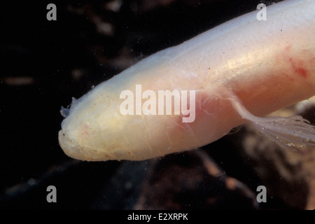 The Ozark Cavefish, an endangered species, is native to the caves and ...