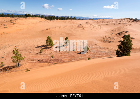 Sand dunes in the Moquith Mountain Wilderness Study Area, Utah. Stock Photo