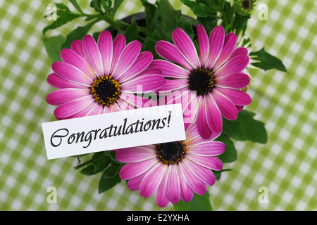Congratulations card with pink gerbera daisies Stock Photo