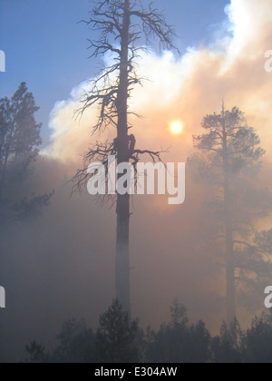 Dutch Wildland Fire Use Fire Stock Photo