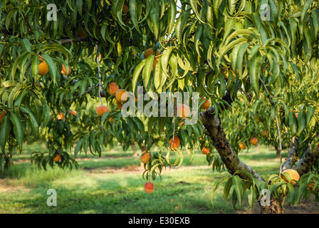 Fresh, seasonal crop of sweet, Georgia peaches ready for picking. USA. Stock Photo