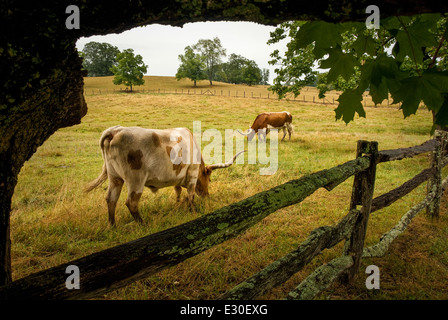 Longhorn cattle grazing at Taylor Ranch in Cane Creek Valley, Fletcher (near Asheville), North Carolina, USA. Stock Photo