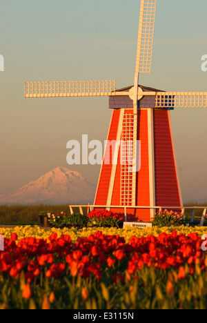 Windmill with Mt Hood over tulip field, Wooden Shoe Bulb Co., Clackamas County, Oregon Stock Photo