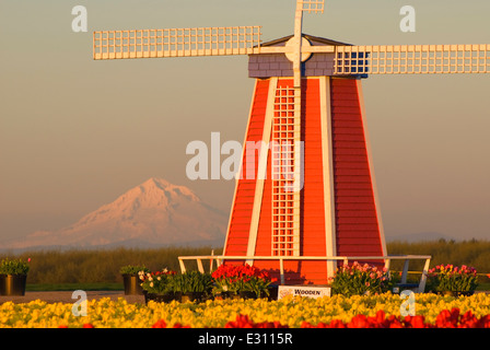 Windmill with Mt Hood over tulip field, Wooden Shoe Bulb Co., Clackamas County, Oregon Stock Photo