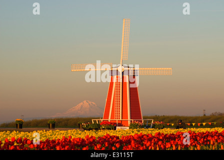 Windmill with Mt Hood over tulip field, Wooden Shoe Bulb Co., Clackamas County, Oregon Stock Photo