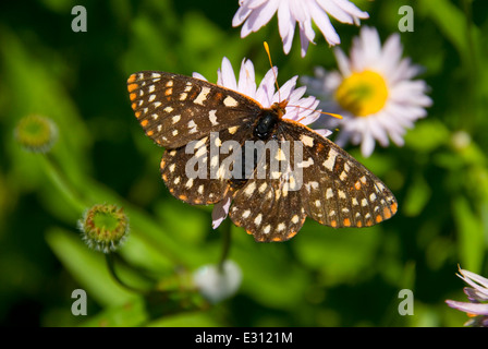 Variable checkerspot (Euphydryas chalcedon) on Iron Mountain Trail, Willamette National Forest, Oregon Stock Photo