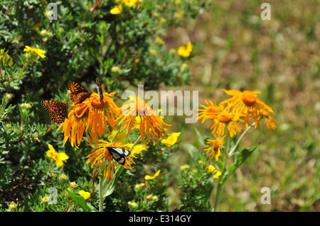 Butterflies and a moth on Sneezeweed plant Jemez Mtns of New Mexico Stock Photo