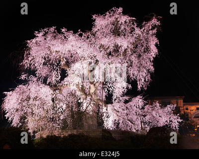Old weeping cherry tree, shidarezakura, lit up at night in Maruyama park, Gion, Kyoto, Japan 2014 Stock Photo