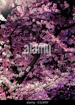 Sakura, cherry blossom at night, closeup of cherry tree branches abstract background.