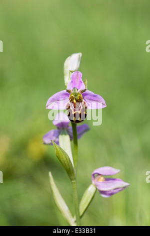 Ophrys apifera. Bee Orchid in a wildflower meadow. Stock Photo