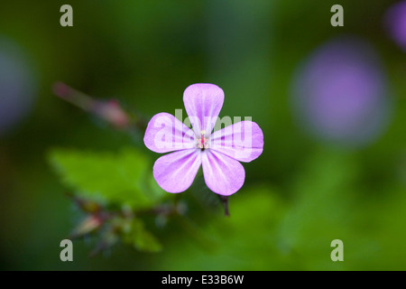 Geranium robertianum. Herb Robert flower. Stock Photo