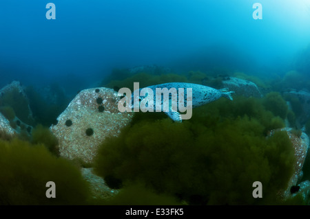 Spotted seal swims under water. larga or largha seal (Phoca largha, Phoca vitulina largha), Islands Verkhovskogo, Sea of Japan Stock Photo