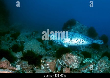 Spotted seal swims under water. larga or largha seal (Phoca largha, Phoca vitulina largha), Islands Verkhovskogo, Sea of Japan Stock Photo