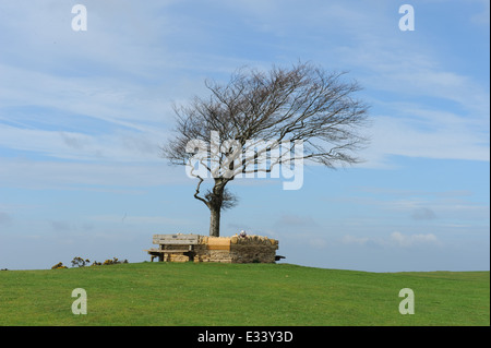 Beech Tree (Fagus sylvatica) on top of Cleeve Common, the highest point in the Cotswolds, is situated on Cleeve Hill between Cheltenham and Winchcombe Stock Photo