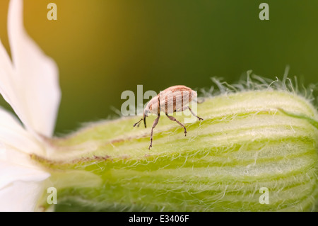 Long Nosed Weevil, Curculio elephas or Curculio nucum, on a flower Stock Photo
