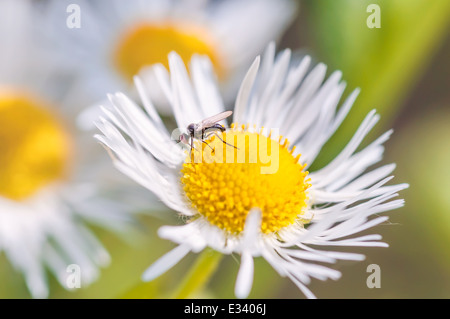 Closeup of a mosquito on a daisy flower Stock Photo