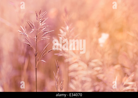 spartina pectinata moved by the wind in a meadow under the warm spring sun Stock Photo