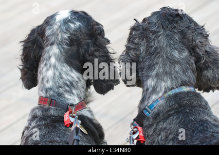 The world as seen by two English cocker spaniels.  They've caught sight of the person that feeds them! Stock Photo