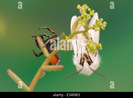 night butterfly - Spilosoma lubricipeda and Philaeus chrysops - Jumping spider Stock Photo