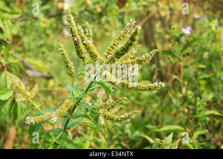 Fresh green wild mint plant with green background Stock Photo
