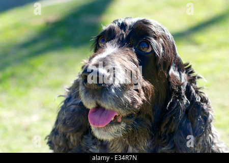 A head shot of a blue roan coloured English cocker spaniel with a green grassy background Stock Photo