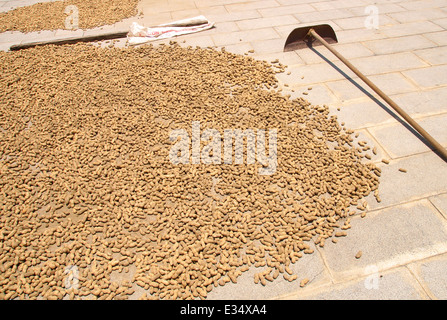 The close view of peanuts in sun drying Stock Photo