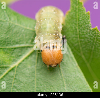 Caterpillar - Achlya flavicornis Stock Photo