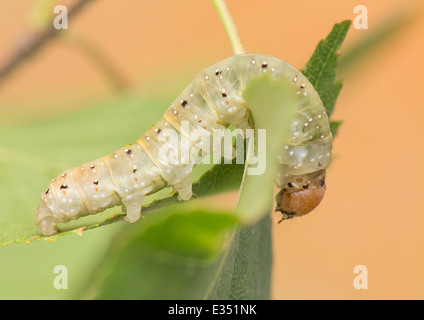 Caterpillar - Achlya flavicornis Stock Photo