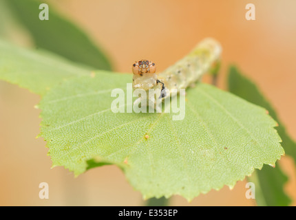 Caterpillar - Achlya flavicornis Stock Photo