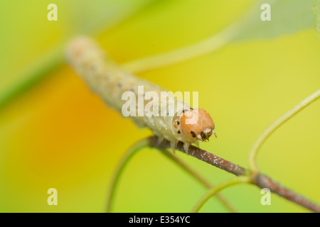 Caterpillar - Achlya flavicornis Stock Photo