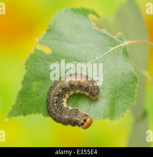 Caterpillar - Achlya flavicornis Stock Photo