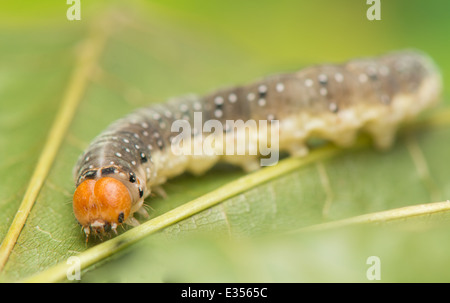 Caterpillar - Achlya flavicornis Stock Photo