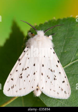 night butterfly - Spilosoma lubricipeda Stock Photo