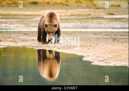 A coastal brown bear / grizzly bear walks a meandering shoreline in search of food scraps in Katmai National Park, Alaska