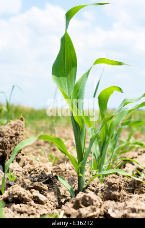 Selective focus on the front young corn Stock Photo