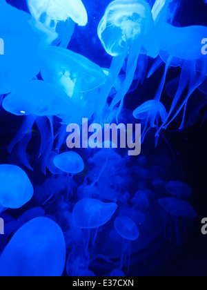 Blue jellyfish are floating in a fishtank Stock Photo