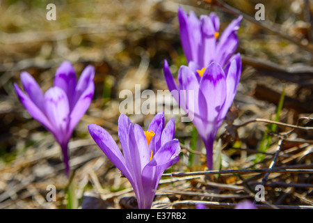 Purple Crocus flowers blooming in the spring Stock Photo
