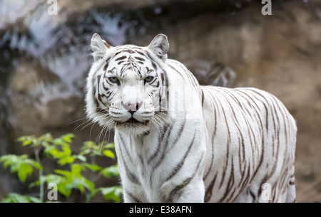 Bengal Tiger Standing on the Rock Stock Photo - Image of dark, india:  35854646