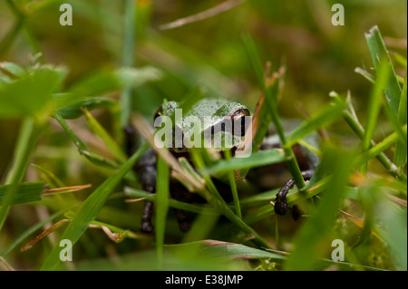 Tree frog blending in with green grass Stock Photo