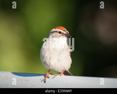 An adult Chipping Sparrow (Spizella passerina) in summer breeding plumage. Stock Photo