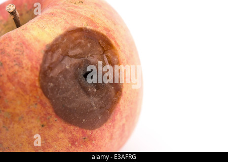 close up of a rotten apple on white background Stock Photo