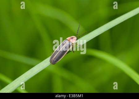 Firefly, aka lightning bug, (Photuris lucicrescens) resting on leaf - Virginia USA Stock Photo