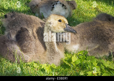 Canada Goose (Branta canadensis) goslings sitting in a group in the sunlight on the grass. Stock Photo