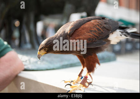 Paternoster Square, City of London, UK. 23rd June 2014. Harris Hawk with handler on patrol in the City keeping pigeons at bay. Credit:  Malcolm Park editorial/Alamy Live News. Stock Photo