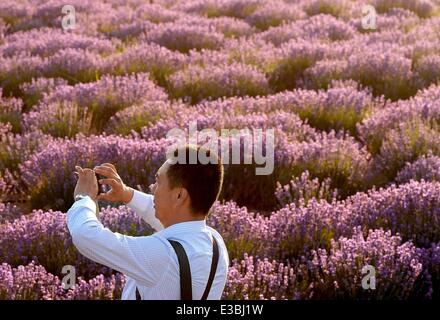 Yining, China's Xinjiang Uygur Autonomous Region. 22nd June, 2014. A visitor taeks photo of lavender fields in Yining County under Kazak Autonomous Prefecture of Ili, northwest China's Xinjiang Uygur Autonomous Region, June 22, 2014. Credit:  Wang Song/Xinhua/Alamy Live News Stock Photo