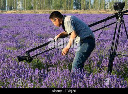 Yining, China's Xinjiang Uygur Autonomous Region. 22nd June, 2014. A visitor takes photo of lavender fields in Yining County under Kazak Autonomous Prefecture of Ili, northwest China's Xinjiang Uygur Autonomous Region, June 22, 2014. Credit:  Wang Song/Xinhua/Alamy Live News Stock Photo