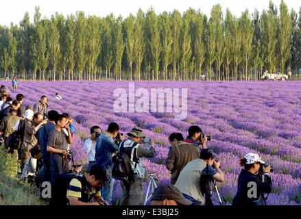 Yining, China's Xinjiang Uygur Autonomous Region. 22nd June, 2014. Visitors take photo of lavender fields in Yining County under Kazak Autonomous Prefecture of Ili, northwest China's Xinjiang Uygur Autonomous Region, June 22, 2014. Credit:  Wang Song/Xinhua/Alamy Live News Stock Photo