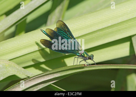 Beautiful Demoiselle Damselfly Stock Photo